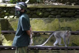 Monkey Forest Ubud bersiap adaptasi kebiasaan baru