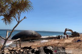 Paus biru 29 meter yang mati terdampar di Kupang dikuburkan