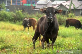 DLH Balikpapan: Jangan gunakan plastik untuk bungkus daging kurban