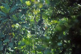 Sejumlah satwa langka endemik ditemukan di pegunungan Sanggabuana Karawang