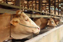 DPP Paser minta pemotongan hewan kurban ikuti protokol kesehatan