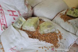 Di Bali, Pemilik ratusan tembakau gorila divonis 10 tahun penjara