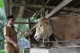 JOKOWI BELI SAPI KURBAN SEBERAT 1 TON Page 1 Small