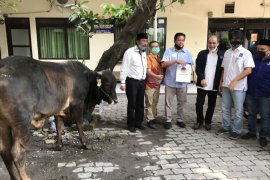 Jelang Idul Adha, NasDem Jatim serahkan tiga sapi ke organisasi media