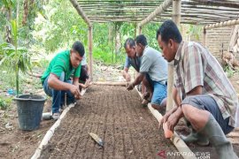 Kopi Tapanuli antara pengetahuan dan "sigarar utang"