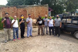 Rycko Menoza kurban tujuh ekor sapi