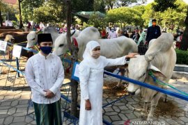 Sapi kurban berbobot 1 ton dari Presiden diserahkan ke Masjid Al Akbar Surabaya