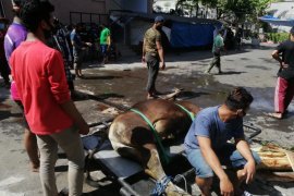 Jumlah daging kurban LDII di Bali turun 15 persen