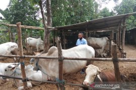Pemkab Bantul temukan cacing hati pada hewan kurban