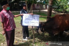 Syukuri nikmat dan rejeki Allah SWT, Syaifullah Tamliha bagikan sapi kurban
