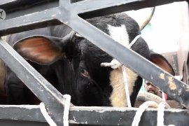 Sapi kurban dari&nbsp;Presiden Jokowi diserahkan ke Subulussalam