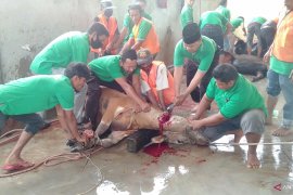 IKMR Bukit Batu kurban 10 sapi