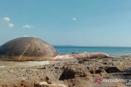 Selama Juli sebanyak 12 ekor paus terdampar di perairan NTT