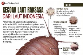 Kecoak laut raksasa dari laut Indonesia
