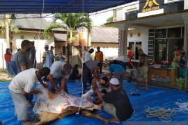 DPD PKS Bangka sembelih delapan ekor hewan kurban
