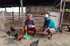 Pemprov Malut bagi-bagi buku panduan ternak ayam