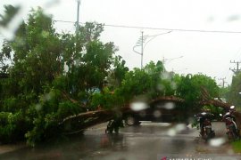 Angin tumbangkan pohon diatas badan jalan Meulaboh-Sigli di Pasi Jambu Aceh Barat