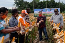 Bupati dan Wabup Sekadau panen raya jagung hibrida poktan selalong 1