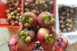 Maskapai Garuda angkut 12 ton manggis Bali menuju China