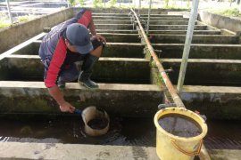 KKP mendorong pembudidayaan cacing sutera untuk pakan alami