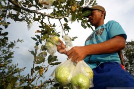 Cek Fakta: Jambu kristal putih cegah penularan COVID-19?