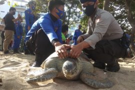 Polda Bali lepasliarkan 25 penyu sitaan di Kuta