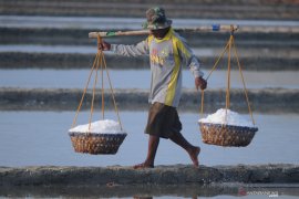 Panen Perdana Garam Mundur
