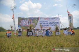 Program kemitraan Pupuk Kaltim tingkatkan produksi pertanian di Jember