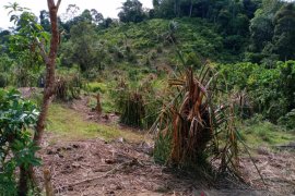 Pulahan gajah liar obrak-abrik kebun sawit warga