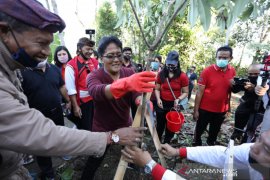 Pemkab Badung tanam pohon di kawasan Pura Pucak Tedung