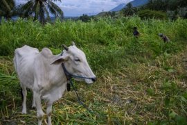 Peternak memanfaatkan sisa tanaman jagung untuk pakan peternak Page 1 Small