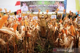Noormiliyani bahagia petani Sido Makmur sukses panen jagung
