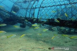 PT Timah pionir lakukan reklamasi laut