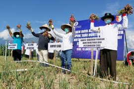 BI dukung peningkatan produksi bawang merah di Sigi