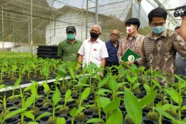 Bupati Asahan kunjungi lokasi pembibitan pisang barangan merah