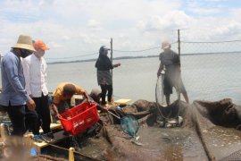 Kelompok pembudidaya binaan Pemkab Paser panen ikan kakap