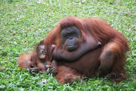 Koleksi orangutan Taman Safari Prigen Pasuruan bertambah