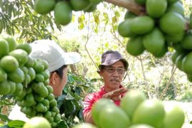 Petani ini temukan konsep produksi kopi bisa capai dua ton perhektare