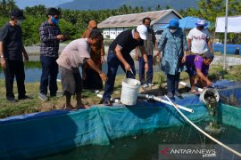 Panen perdana UPT Perbenihan DKP Sulteng hasilkan satu ton ikan nila Page 1 Small