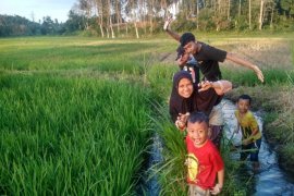 Sawah alternatif wisata menarik masyarakat Bandarlampung