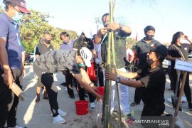 Badung tanam Pohon Cemara Udang untuk kelestarian alam
