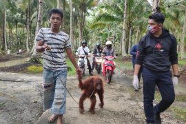 Polres Mempawah mengevakuasi bayi orangutan dari peliharaan warga