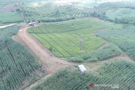 Barut dapat tambahan program intensifikasi padi ladang   3.000 hektare