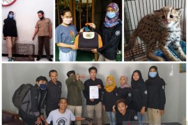 Les-Cakra serahkan macan rembah Jawa ke BKSDA Kediri