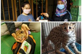 Warga Kediri temukan anak kucing hutan terlepas dari induknya