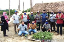 Anggota DPRA, Edi Kamal dorong petani kembangkan 20 Ha tanaman nilam di Aceh Jaya