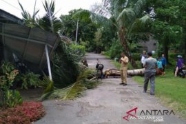 Operator alat berat di Aceh Barat meninggal dunia tertimpa pohon kelapa