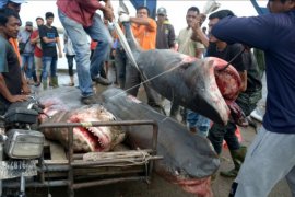 Perdagangan hiu harimau