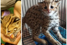 BKSDA kirim kucing hutan temuan warga ke penampungan sementara