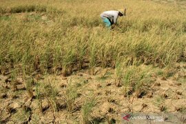 Gagal panen akibat kemarau Page 1 Small